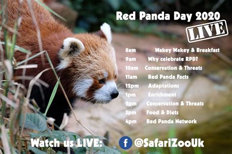 International Red Panda Day 2020 - South Lakes Safari Zoo