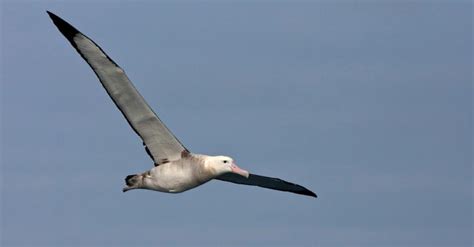 Albatross Wingspan & Size: How Big Are They? - A-Z Animals