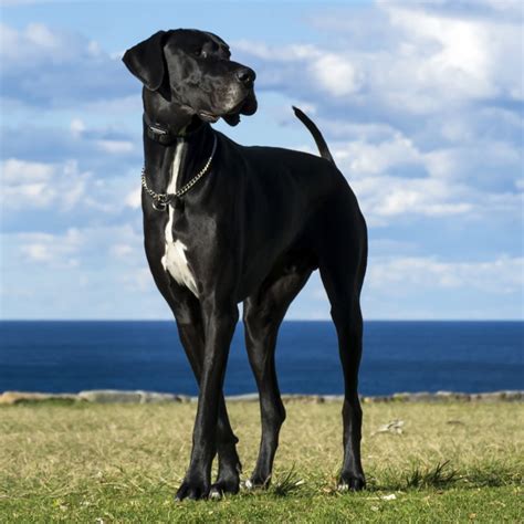 49 Great Dane Breeders Tucson Az Photos – See more ideas about pets ...