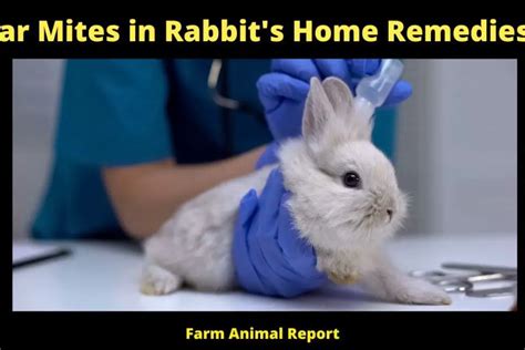 5 Solutions: Ear Mites In Rabbit's Home Remedies?