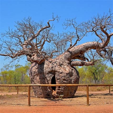 The Boab Prison Trees of Australia | Amusing Planet