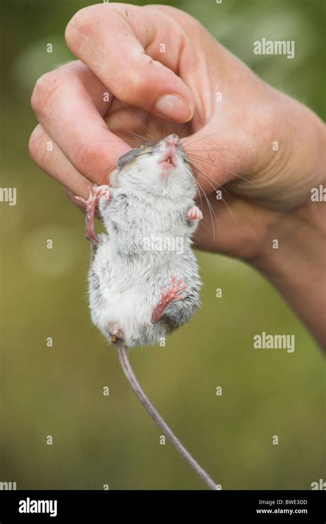 White-footed mouse or deer mouse Peromyscus gapperi being examined after capture in small mammal ...