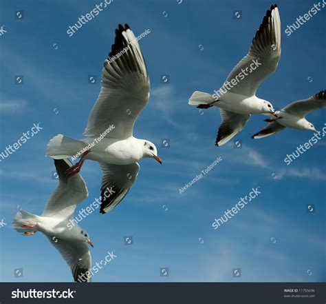 Close-Up Of Seagulls, Flying Over Blue Sky Stock Photo 11755696 : Shutterstock