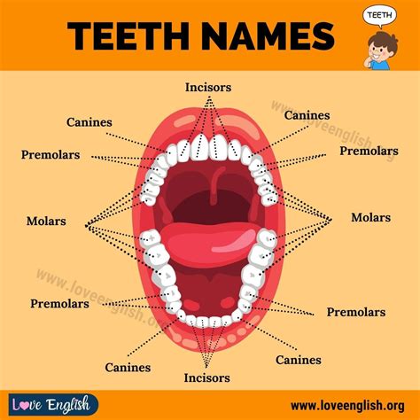 Teeth Names: 4 Different Types of Human Teeth and their Functions - Love English | English ...