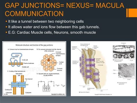 Cell adhesion molecules