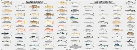 Florida Reef Fish Identification Chart