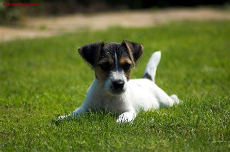 Jack Russell Terrier - Pictures, Information, Temperament, Characteristics | Animals Breeds