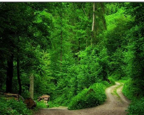 Nature Green Forest Wallpaper 4K - Best 3840x2160 forest wallpaper, 4k uhd 16:9 desktop ...