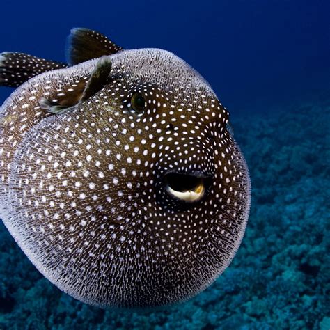 Pufferfish - JohanneKevin