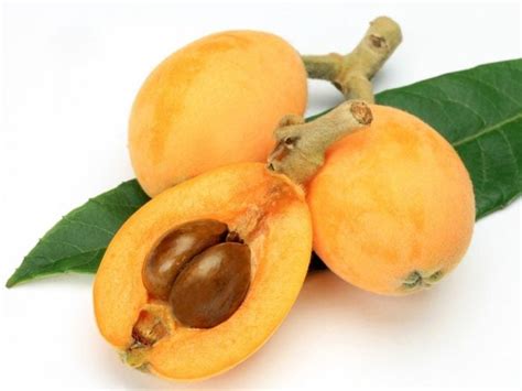 Loquat - Alchetron, The Free Social Encyclopedia