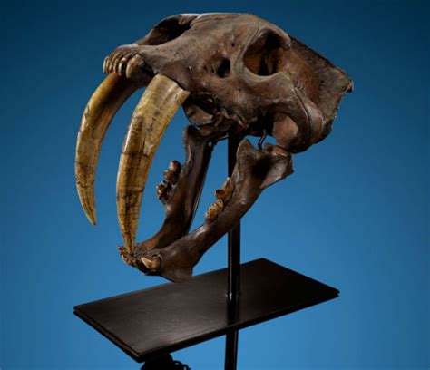 Saber Tooth Tiger Skull Front