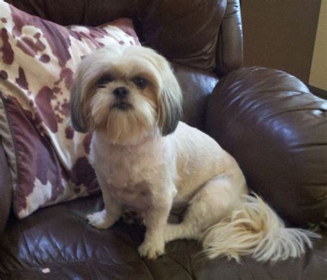 Maltese Shih Tzu Haircuts Pictures