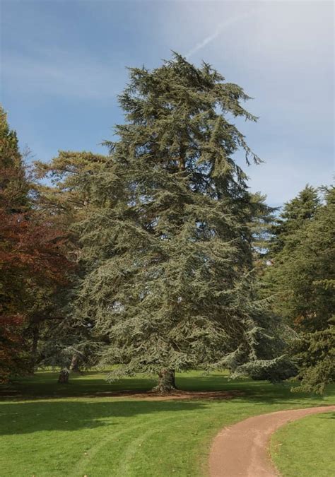 cedar elm tree lifespan - Sharlene Cronin