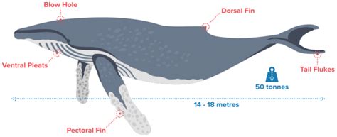 Blue Whale Anatomy Diagram