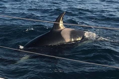 Does nature fight back? Why are orcas attacking boats? | sail.me