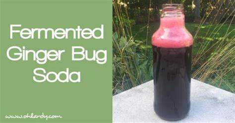 Ginger Bug - Fermented Ginger Bug Soda Recipe - Oh Lardy