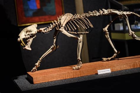 'Sabre-toothed tiger' skeleton sells for more than $84,000