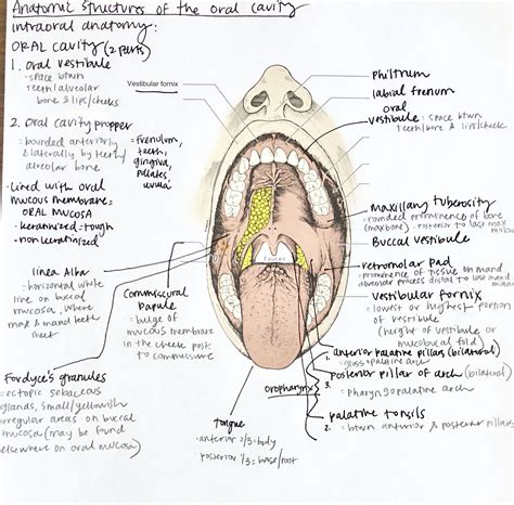 a diagram of the inside of a human mouth