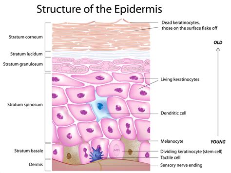 If all cells have the same genes, explain why skin cells are so different compared to heart ...