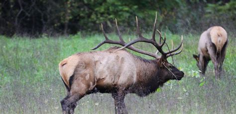 Hunting Elk Is Addictive Day 4: Bagging a 363-Inch Bull Elk - John In ...