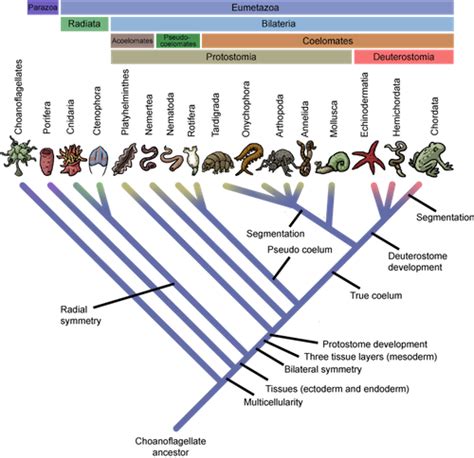 Cladogram | Definition, Types & Examples