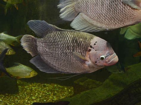 Giant gourami in zoo photo and wallpaper. Cute Giant gourami in zoo ...