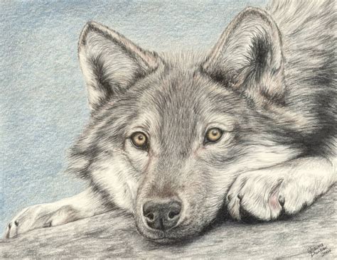 Pencil Drawing Of Wolf at GetDrawings | Free download