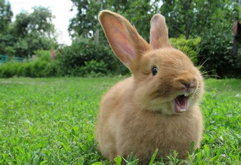 30 Best & Cutest Rabbit Breeds To Keep As Pets