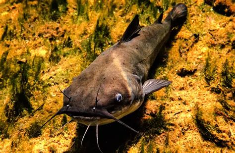 Bullhead - Description, Habitat, Image, Diet, and Interesting Facts