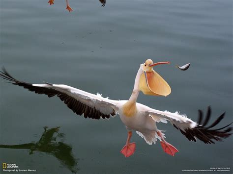 Free photo: Funny pelican - Bird, Cleaning, Fauna - Free Download - Jooinn