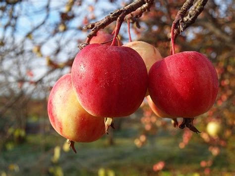 How to Spot & Treat Apple Scab ⎜ Indiana Lawn Care