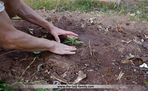 Natural Farming – The Taiji Family – Daoist Arts