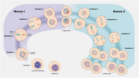 Meiosis