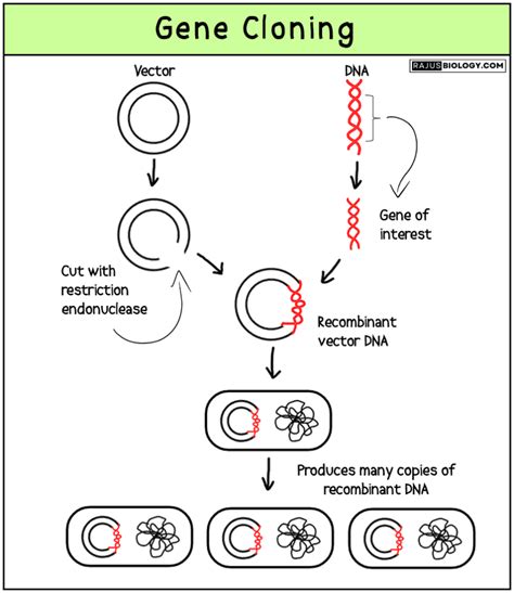 Gene Cloning - Definition, Steps, Applications and Diagram - Rajus Biology