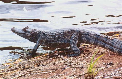 Caiman Facts-Info and New Photos | The Wildlife