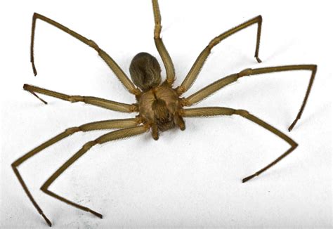 Brown Recluse Spiders - San Antonio, College Station Pest Control | iPest