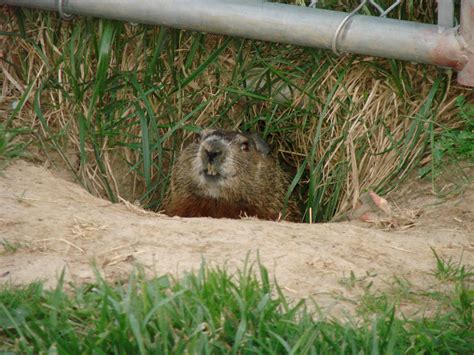 Astounded by the Potential: Potentially Evil Groundhog