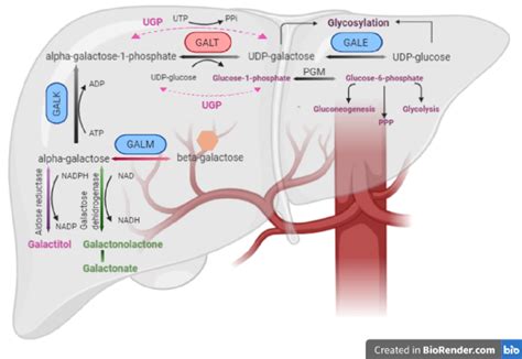 Galactose metabolism (Leloir pathway and other routes). Galactose main ...