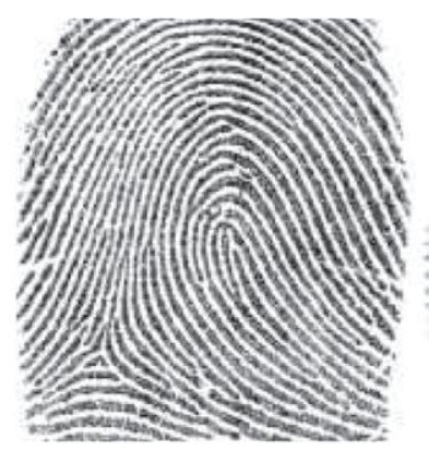 8 Different Types of Fingerprints - Complete Analysis