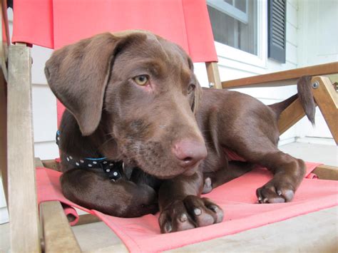 Chocolate Lab Learns How To Behave | Sit Means Sit