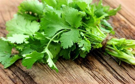 Fresh Coriander Leaves Supplier,Wholesale Fresh Coriander Leaves ...