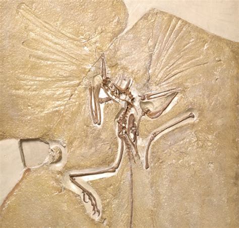 Archaeopteryx and the dinosaur-bird family tree