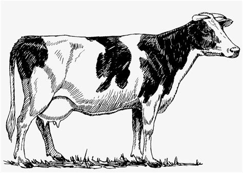 Cow - Vintage Cow Illustration Png Transparent PNG - 1508x1004 - Free Download on NicePNG