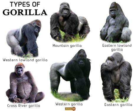 Gorilla Facts, Types, Lifespan, Size, Classification, Habitat, Pictures