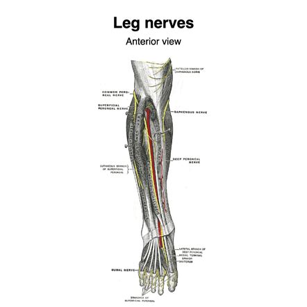 27+ Nerve Diagram Of Foot - NickolaAzra