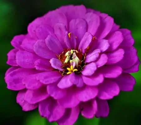 Are Zinnia Flowers Annuals or Perennials - Will They Reseed themselves ...