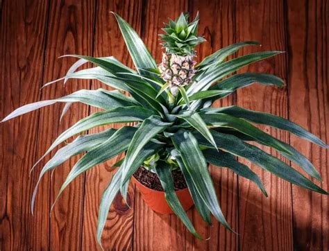 Indoor Pineapple Plant Care (Ananas Comosus) – My Garden Plant