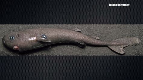 Rare glow-in-the-dark shark discovered by Tulane University scientists