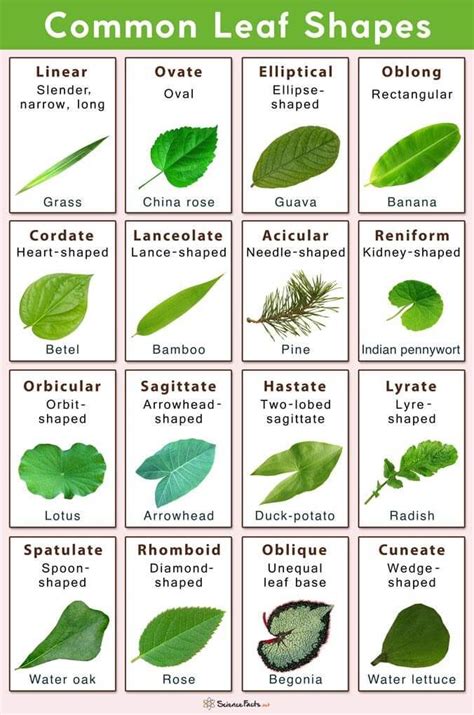 Types of Tree Leaves with Pictures for Easy Identification - EatHappyProject