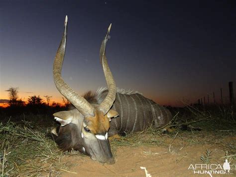 Nyala Hunting Namibia | AfricaHunting.com